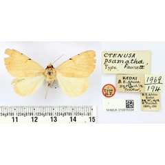 /filer/webapps/moths/media/images/P/psamatha_Ctenusa_HT_BMNH.jpg