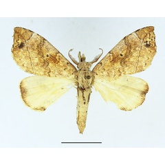 /filer/webapps/moths/media/images/V/vilis_Epitrotonotus_AM_Basquin_01.jpg