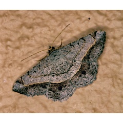 /filer/webapps/moths/media/images/S/streniata_Chiasmia_A_Roland_01.jpg