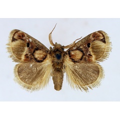 /filer/webapps/moths/media/images/D/discophora_Zinara_AM_TMSA_01.jpg