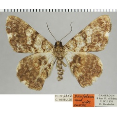 /filer/webapps/moths/media/images/M/mus_Dorsifulcrum_HT_ZSMa.jpg