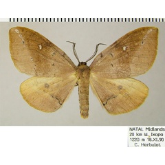 /filer/webapps/moths/media/images/O/ocellata_Omizodes_AM_ZSMa.jpg