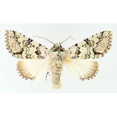 /filer/webapps/moths/media/images/M/marmorifera_Bamra_AM_TMSA_02.jpg