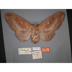 /filer/webapps/moths/media/images/F/fuscata_Mimopacha_HT_RMCA_01.jpg