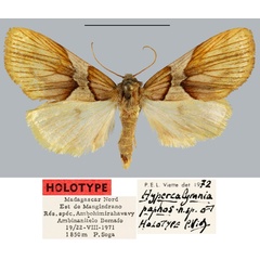 /filer/webapps/moths/media/images/P/paphos_Hypercalymnia_HT_MNHN.jpg