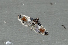 /filer/webapps/moths/media/images/C/calligrammalis_Analyta_Voaden_01.jpg