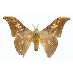 /filer/webapps/moths/media/images/V/vestigiata_Orthogonioptilum_HT_CMP_02.jpg