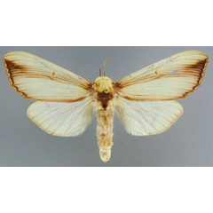 /filer/webapps/moths/media/images/V/vittata_Antheua_A_RMCA_02.jpg