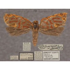/filer/webapps/moths/media/images/C/callopista_Russograptis_T_OUMNHa_01.jpg