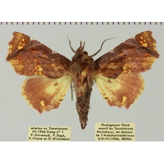 /filer/webapps/moths/media/images/S/snelleni_Eutelia_AF_MNHNa.jpg