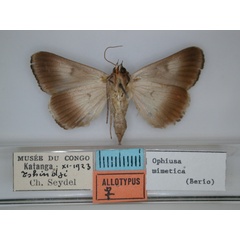 /filer/webapps/moths/media/images/M/mimetica_Ophiusa_AT_RMCA_02.jpg