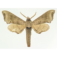 /filer/webapps/moths/media/images/C/crenata_Likoma_AM_Basquin.jpg