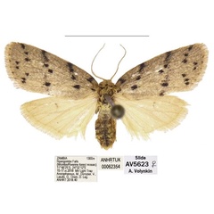 /filer/webapps/moths/media/images/A/africana_Spatulosia_AF_ANHRT_02.jpg