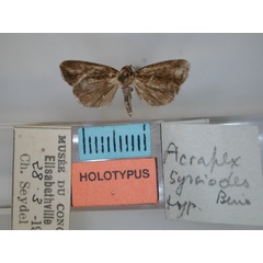 /filer/webapps/moths/media/images/S/sysciodes_Acrapex_HT_RMCA_01.jpg