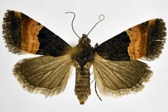 Pseudozarba cupreofascia