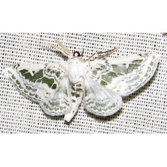 /filer/webapps/moths/media/images/T/tarachodes_Chionopora_A_Braun_05.jpg