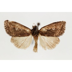 /filer/webapps/moths/media/images/A/anomala_Aspidifrontia_HT_RMCA_02.jpg