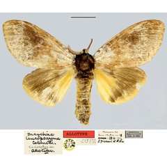 /filer/webapps/moths/media/images/L/leucopsaroma_Dasychira_AT_MNHN.jpg