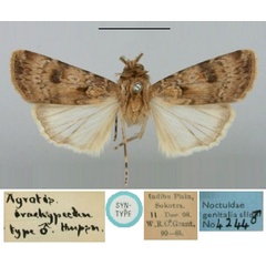 /filer/webapps/moths/media/images/B/brachypecten_Agrotis_ST_BMNH.jpg