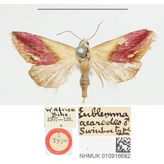 /filer/webapps/moths/media/images/A/acarodes_Eublemma_HT_BMNH.jpg