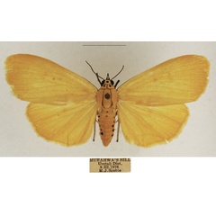 /filer/webapps/moths/media/images/L/lithosioides_Sommeria_AF_TMSA_02.jpg