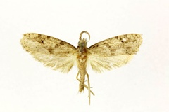 Typhonia practicopa