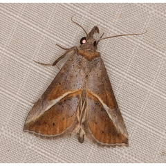 /filer/webapps/moths/media/images/T/tinctalis_Zekelita_A_Heyns_02.jpg.jpg