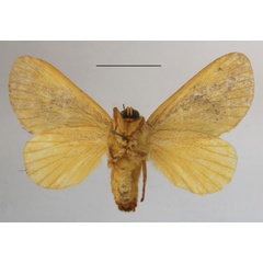 /filer/webapps/moths/media/images/F/flavicosta_Latoia_A_MGCLb_01.JPG