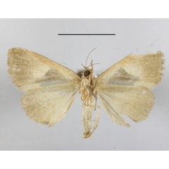 /filer/webapps/moths/media/images/O/oxyprora_Fodina_A_MGCLb_01.JPG