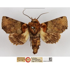 /filer/webapps/moths/media/images/C/cautabasis_Eutelia_HT_NHMUK.jpg