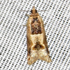 /filer/webapps/moths/media/images/P/plebejana_Crocidosema_A_Braun_07.jpg