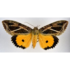 /filer/webapps/moths/media/images/M/materna_Eudocima_AF_NHMO.jpg