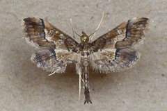 Hydriris ornatalis