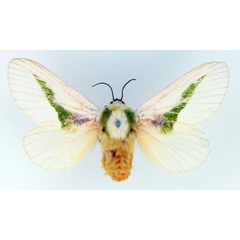/filer/webapps/moths/media/images/A/angustifascia_Latoia_AF_TMSA.jpg