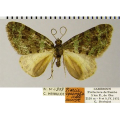 /filer/webapps/moths/media/images/S/squamata_Piercia_HT_ZSMa.jpg