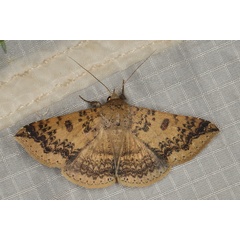 /filer/webapps/moths/media/images/C/congressa_Ercheia_A_Heyns_01.JPG