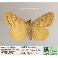 /filer/webapps/moths/media/images/Q/quadripunctata_Lacipa_AM_MGCLa_01.JPG