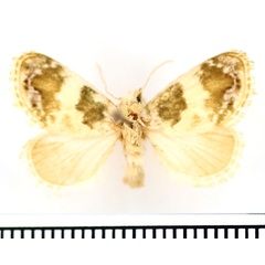 /filer/webapps/moths/media/images/S/soluta_Niphadolepis_AF_BMNH.jpg