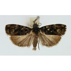 /filer/webapps/moths/media/images/T/tormentata_Moca_AM_TMSA.jpg