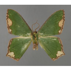 /filer/webapps/moths/media/images/M/marginata_Antharmostes_A_ZSM_01.jpg