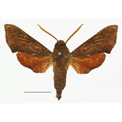 /filer/webapps/moths/media/images/B/burdoni_Temnora_AM_Basquina.jpg