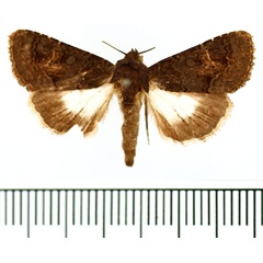 /filer/webapps/moths/media/images/N/nigrescens_Aedia_AF_BMNH_02.jpg