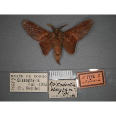 /filer/webapps/moths/media/images/O/obscura_Nirbiana_HT_RMCA_02.jpg