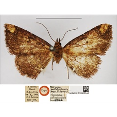 /filer/webapps/moths/media/images/E/endotrichalis_Cerynea_HT_NHMUK.jpg