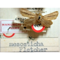 /filer/webapps/moths/media/images/M/mesosticha_Sesamia_HT_BMNH.jpg