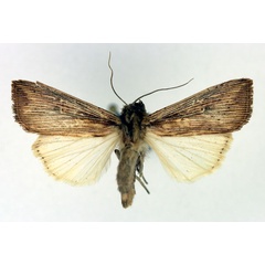 /filer/webapps/moths/media/images/J/joannisi_Leucania_AF_Aulombard.jpg