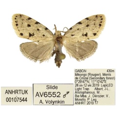 /filer/webapps/moths/media/images/S/synthetia_Siccia_PTM_ANHRT_01.jpg