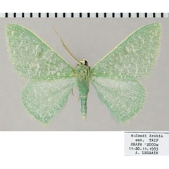 /filer/webapps/moths/media/images/E/eremica_Prasinocyma_AM_ZSMa.jpg