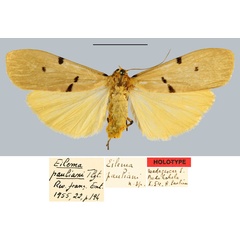 /filer/webapps/moths/media/images/P/pauliani_Eilema_HT_MNHN.jpg