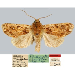 /filer/webapps/moths/media/images/T/tarsipilosa_Callopistria_HT_MNHN.jpg